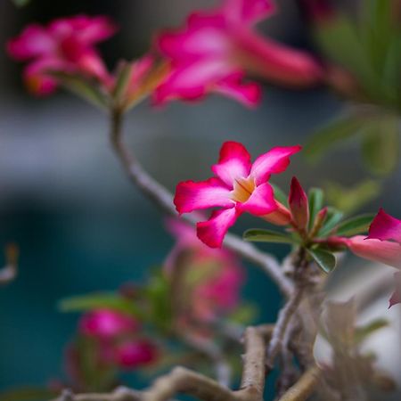 La Bella Vita Residence Seminyak Kültér fotó